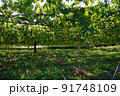 未成熟な巨峰 91748109