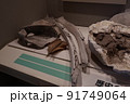 展示されている化石 91749064