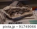 展示されている化石 91749066