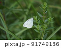 緑の葉にとまるモンシロチョウの近影 91749136