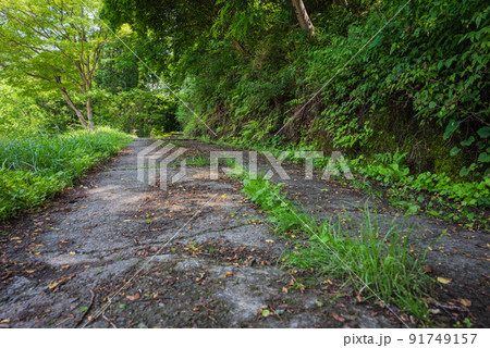 夏の荒れた山道 夏の荒れた山道 91749157