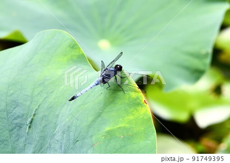 トンボ 91749395
