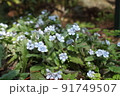 青い可憐なヤマルリソウの花 91749507