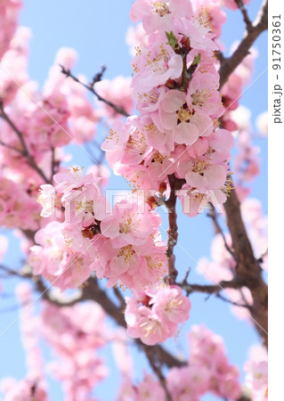 杏の花の信州大実 91750361