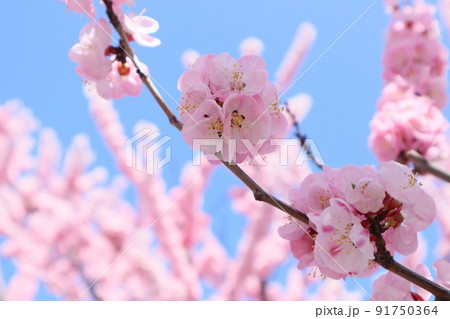 杏の花の信州大実 91750364