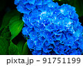 アジサイ 91751199