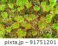 モウセンゴケ 91751201