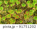 モウセンゴケ 91751202