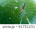 コガネグモ 91751231