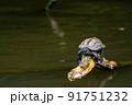 クサガメ 91751232