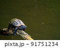 クサガメ 91751234