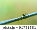いなご 91751581