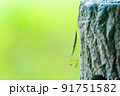 チョウセンカマキリ 91751582