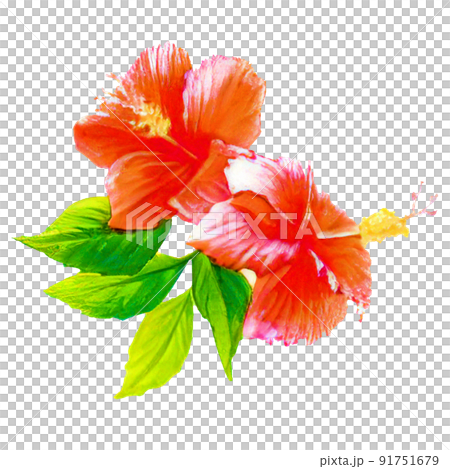 真實風格和水彩風格芙蓉的插圖 真實風格和水彩風格芙蓉的插圖 91751679