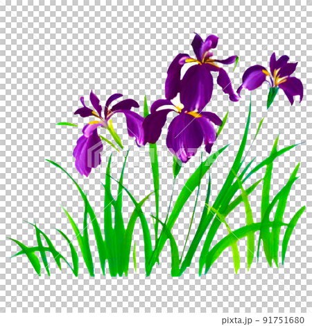Purple flower illustrations that can be used for simple illustrations and cut illustrations Purple flower illustrations that can be used for simple illustrations and cut illustrations 91751680
