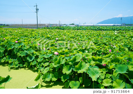 愛知県 愛西市 赤蓮保存田 91753664