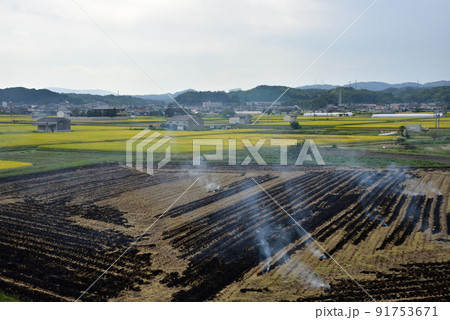 稲刈りと野焼き 稲刈りと野焼き 91753671
