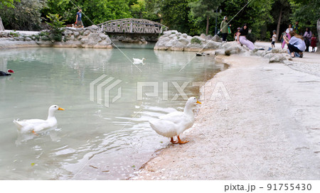 ducks near the pond in central park of Athens. tourists walking and taking pictures. ducks near the pond in central park of Athens. tourists walking and taking pictures. 91755430