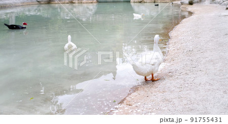 ducks near the pond in central park of Athens. ducks near the pond in central park of Athens. 91755431