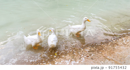 ducks near the pond in central park of Athens. ducks near the pond in central park of Athens. 91755432
