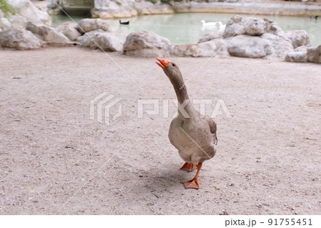 ducks near the pond in central park of Athens. ducks near the pond in central park of Athens. 91755451
