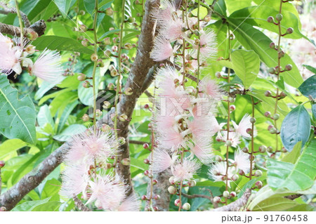 亜熱帯の花　サガリバナ 91760458