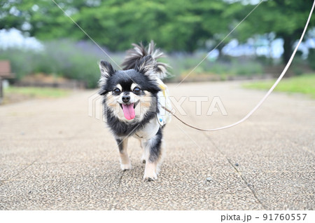 笑顔で歩くシニア犬のアップ チワワ 笑顔で歩くシニア犬のアップ チワワ 91760557