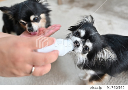 飲むヨーグルトを飲む2匹の犬 チワワ 飲むヨーグルトを飲む2匹の犬 チワワ 91760562