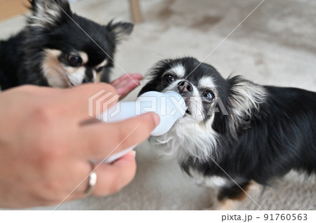 飲むヨーグルトを飲む2匹の犬　チワワ 91760563