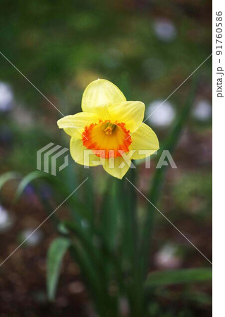 大杯スイセン 黄に赤色の花 大杯スイセン 黄に赤色の花 91760586