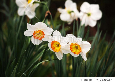 大杯スイセン　白にオレンジ色の花 91760587