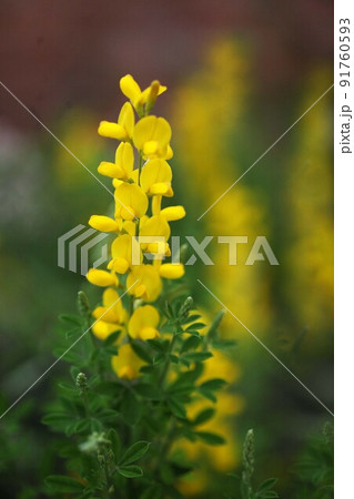 エニシダの黄色い花咲く 91760593
