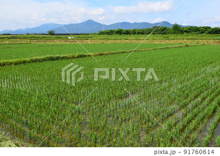 田植え1ヶ月後の水田 田植え1ヶ月後の水田 91760614