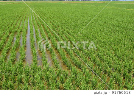 田植え1ヶ月後の水田 91760618