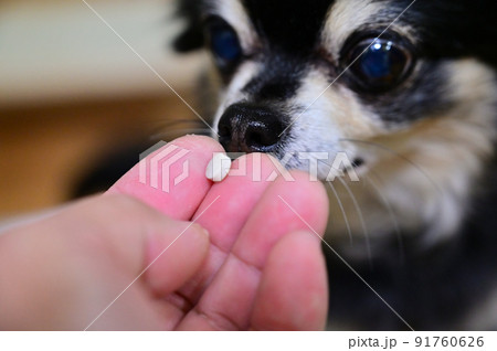 フィラリアとノミ、マダニの薬とチワワ 91760626