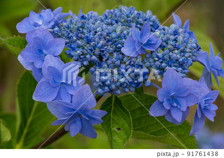 ガク紫陽花 ガク紫陽花 91761438