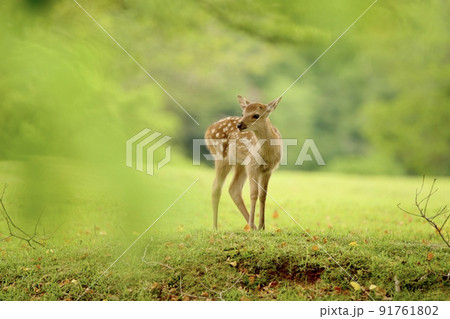 奈良の鹿 91761802