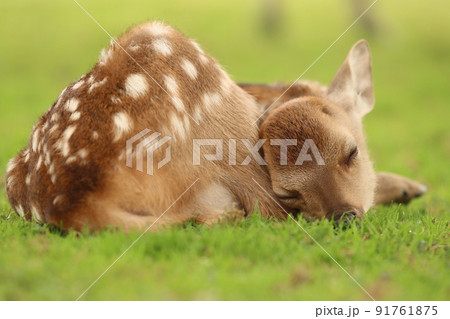 奈良の鹿 91761875