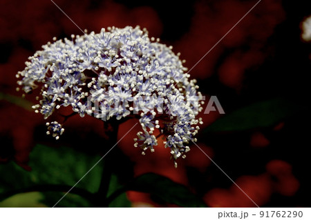 コアジサイの森 91762290