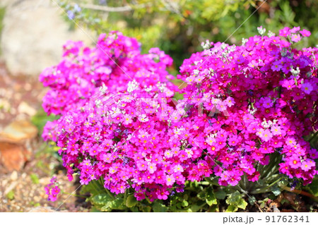 サクラソウの花 サクラソウの花 91762341