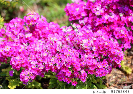 サクラソウの花 91762343