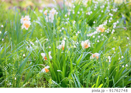 スノーフレークの花 スノーフレークの花 91762748