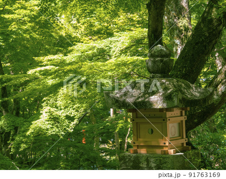 灯籠と青紅葉 91763169