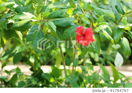 ハイビスカスの花 ハイビスカスの花 91764767