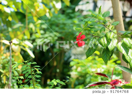 ハイビスカスの花 ハイビスカスの花 91764768