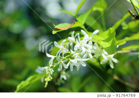 シロバナツクバネカズラの花 91764769