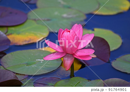 睡蓮花 睡蓮花 91764901