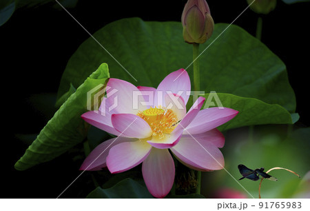 自然 植物 花 91765983