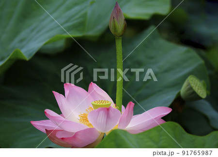 自然 植物 花 91765987