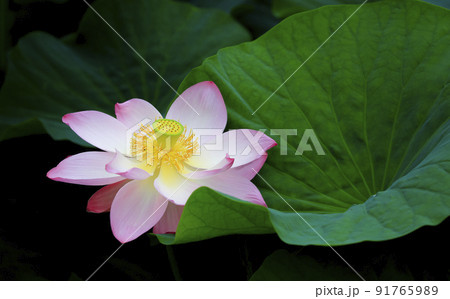 自然 植物 花 91765989